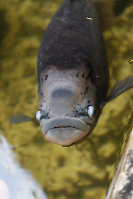 Muang Boran-2013-265